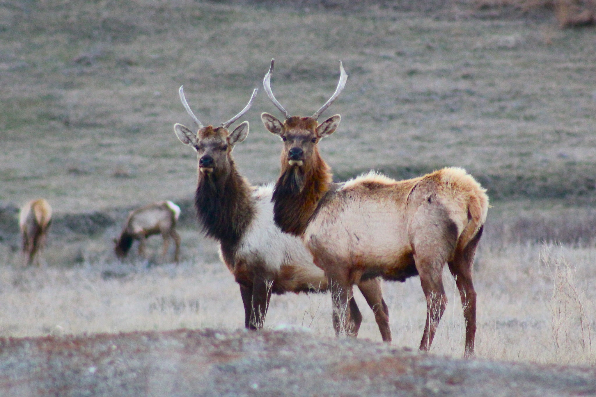 Elk