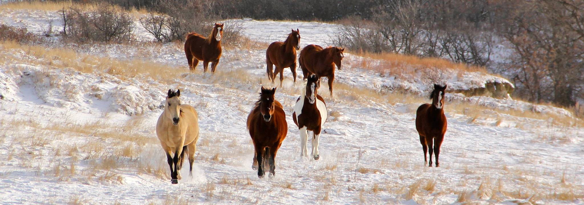 Winter horses pano